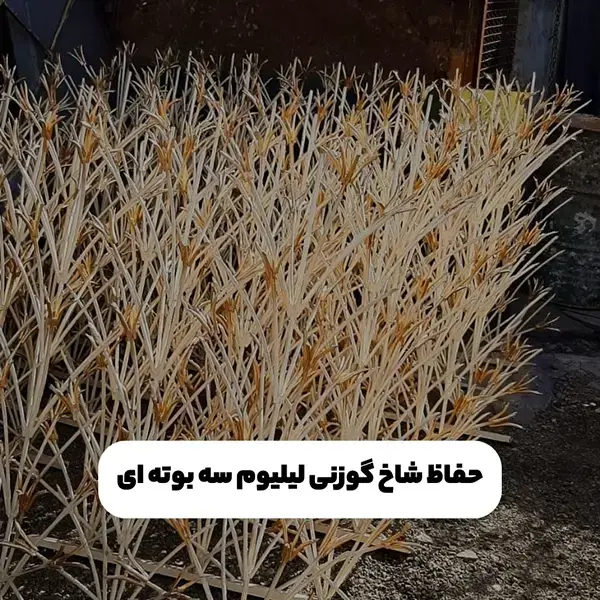 حفاظ شاخ گوزنی مدل بوته ای